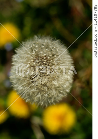 Fluff of dandelion Fluff of dandelion 114107798