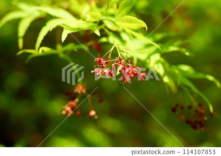 秋花 114107853