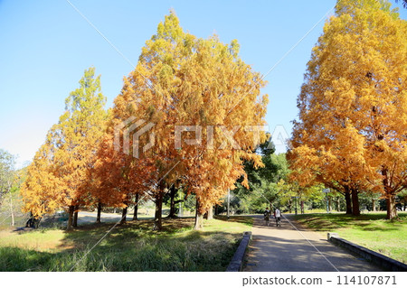 秋天公園水杉黃葉 秋天公園水杉黃葉 114107871