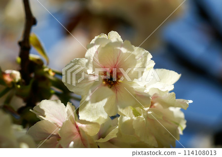 Cherry Blossoms Ukonzakura (Ukonzakura) in cosmetic bloom along the Shinano River Yasuragi embankment 114108013