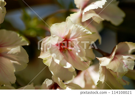 櫻花 Ukonzakura (Ukonzakura) 在信濃川 Yasuragi 堤岸盛開 114108021