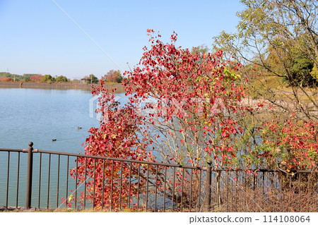 Vivid Chinese tallow tree leaves and cute fruit 114108064
