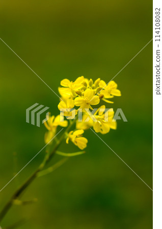 Rape blossoms 114108082