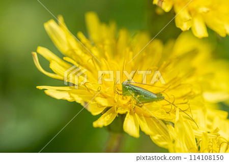 Tettigonia orientalis 幼蟲吃蒲公英花粉 114108150