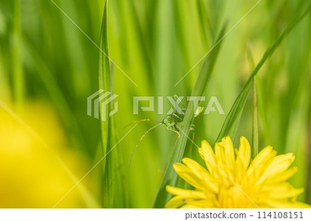 A grasshopper larva resting on the grass A grasshopper larva resting on the grass 114108151