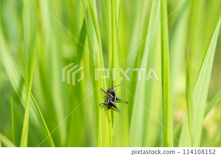 A larva of a grasshopper A larva of a grasshopper 114108152