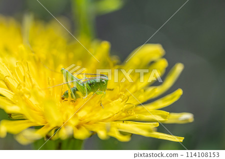 Tettigonia orientalis larvae eating dandelion pollen Tettigonia orientalis larvae eating dandelion pollen 114108153