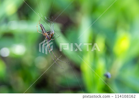 Long-legged spider preying on insects 114108162