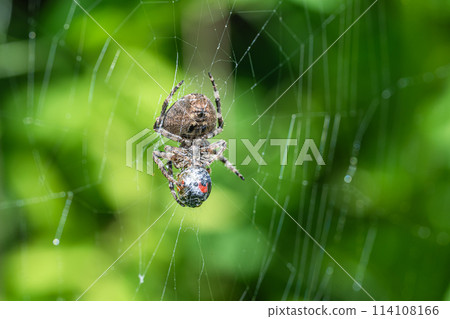 Orb spider preying on a ladybug Orb spider preying on a ladybug 114108166