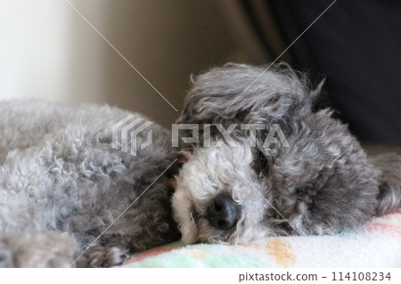 Toy poodle lying down, squinting, looking, Toy poodle sleeping on a blanket, Dog's facial expression 114108234