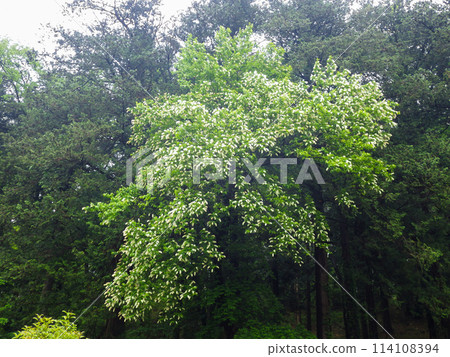 一整棵上水櫻樹，開著刷子般的白色花朵。 114108394