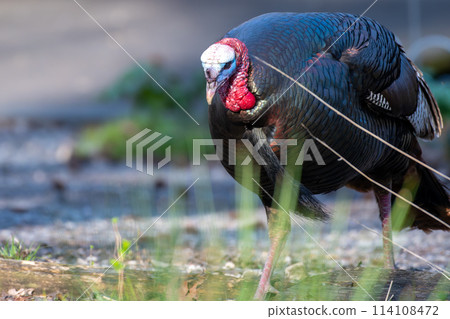 Wild Turkey Trotting About with long grass in the foreground Wild Turkey Trotting About with long grass in the foreground 114108472