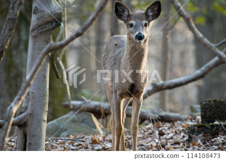 Closeup of a solo deer standing in the woods Closeup of a solo deer standing in the woods 114108473