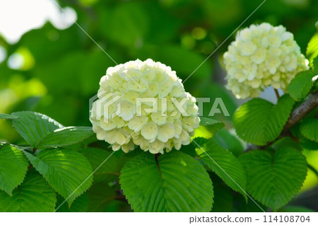White Oodemari (Japanese Snowball) White Oodemari (Japanese Snowball) 114108704