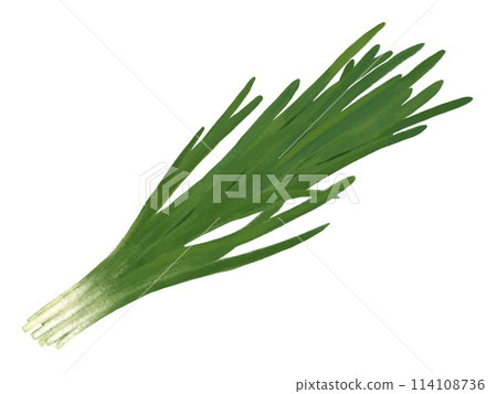 Chinese chive 114108736