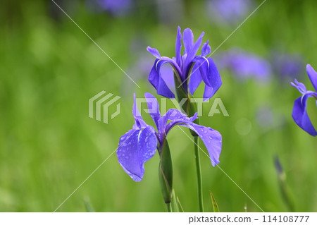 柿子被雨淋濕 柿子被雨淋濕 114108777