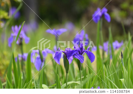 Iris flowers wet with rain 114108784