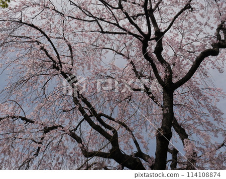 Cherry blossoms at Mejiro Garden 114108874