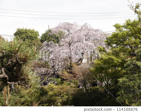 春天目白花園 春天目白花園 114108876