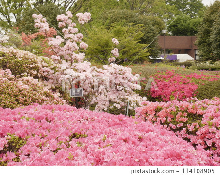Azalea of the Kamishiro Botanical Park Azalea of the Kamishiro Botanical Park 114108905