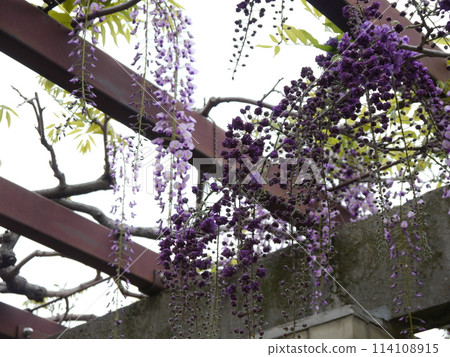 Wisteria at Jindai Botanical Gardens 114108915