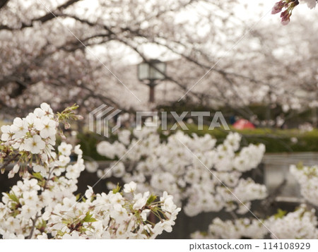 寶野公園和奈良原公園(多摩)的櫻花 寶野公園和奈良原公園(多摩)的櫻花 114108929