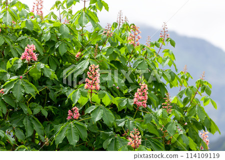 行道樹紅花 114109119