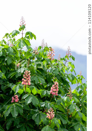 行道樹紅花 行道樹紅花 114109120