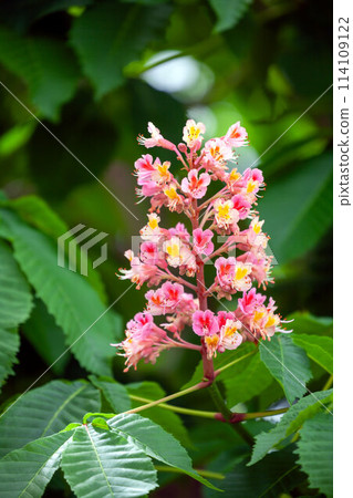 行道樹紅花 114109122