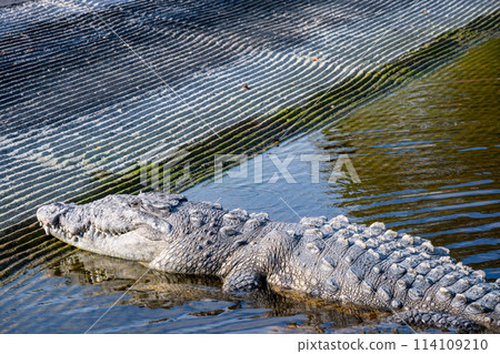Saltwater crocodile sunning on the boat dock at the Flamingo Marina of the Everglades National Park Saltwater crocodile sunning on the boat dock at the Flamingo Marina of the Everglades National Park 114109210