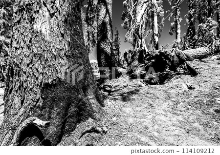 Charred remains in Lassen Volcanic National Park after a forest fire 114109212
