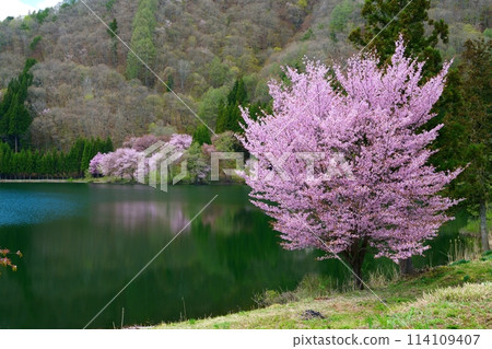 Cherry blossoms reflected in Lake Nakatsuna 114109407