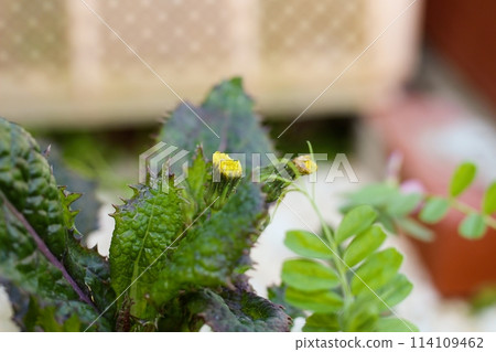 花園裡盛開的蒲公英,蒲公英花蕾 花園裡盛開的蒲公英,蒲公英花蕾 114109462