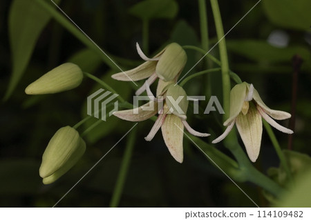 Nature Plants Mube, flowers. From spring to early summer, racemes appear in the leaf axils and produce several flowers. 114109482