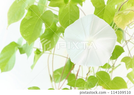 White morning glory, light background, flower White morning glory, light background, flower 114109510
