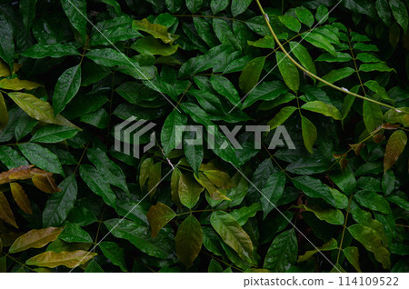 Close-up of lush green plants after rain Close-up of lush green plants after rain 114109522