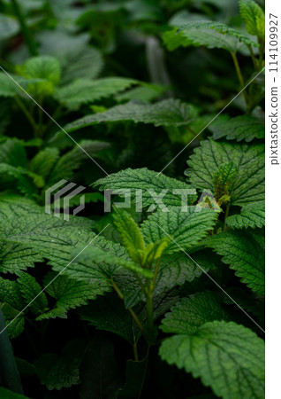 Close-up of lush green plants after rain 114109927