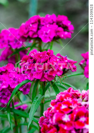 A landscape filled with vibrant pink flowers A landscape filled with vibrant pink flowers 114109928