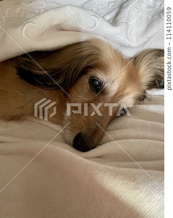 一隻迷你臘腸狗裹著毛巾毯睡覺 一隻迷你臘腸狗裹著毛巾毯睡覺 114110059