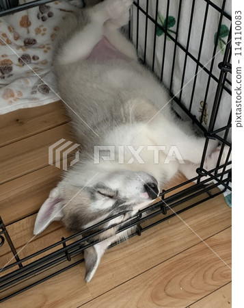 Siberian Husky puppy, too cute, fluffy 114110083