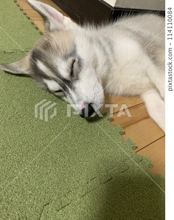Siberian Husky puppy, too cute, fluffy 114110084