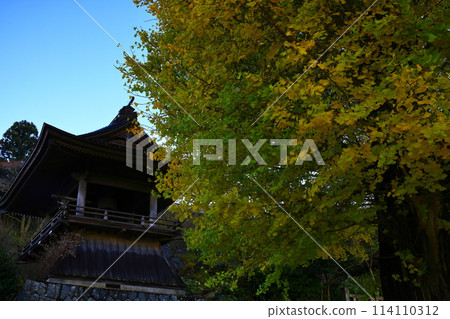 銀杏樹在秋葉的biloba樹 銀杏樹在秋葉的biloba樹 114110312