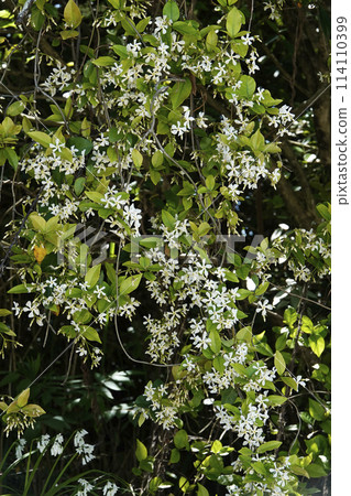 Spring April White flowers of the Japanese ivy blooming in the bushes along the roadside 114110399