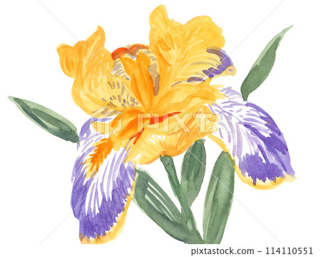 Watercolor German iris 24430pix7 114110551