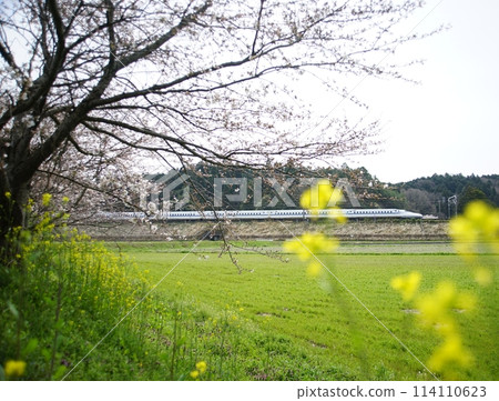東海道新幹線 N700A 在櫻花盛開的近江路上行駛 (東海道新幹線 岐阜羽島 - 米原市, 2024 年 4 月) 114110623