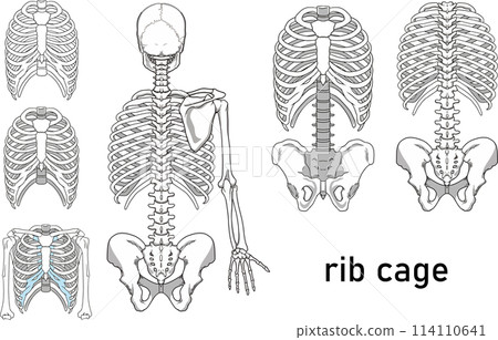 肋骨 肋骨 114110641