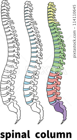 Spinal column 114110645