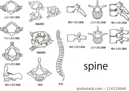 The spine 114110646