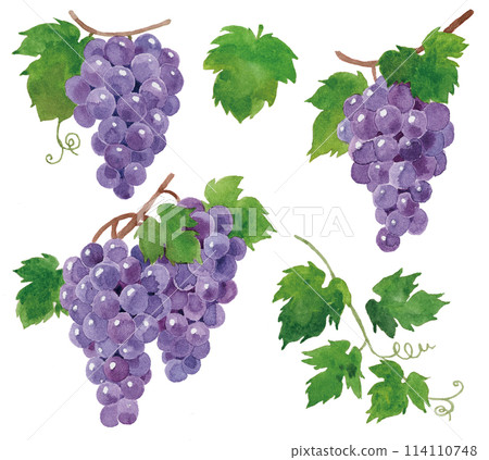 葡萄套裝水彩手繪 114110748