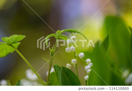 鈴蘭花在初夏盛開 114110800